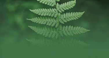 flora